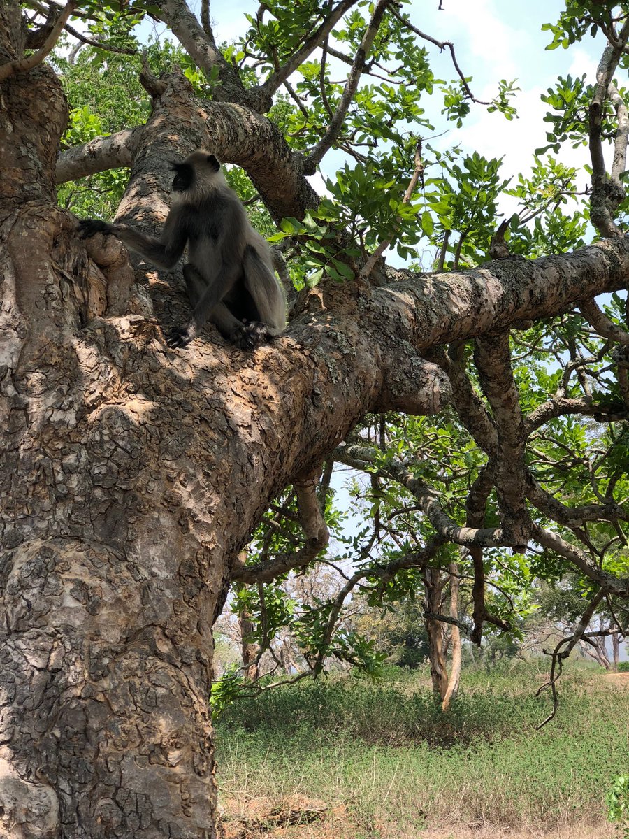 vrundavs's tweet photo. Leave us alone..
&
Get lost...
Message to humans ...perhaps....
#wildandfree
#roadside #bandipur #forestsofkarnataka https://t.co/yDJqiflLfq