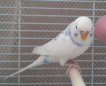 ralkh116's tweet photo. 🔴 #目撃情報��
#迷い鳥 捜しています📣
🌷ゆきちゃん🌷
🐥 #セキセイインコ
🔹白地に少し水色
🔹灰色模様点在

💞お名前も話せます💞

📬 #東京都
#世田谷区鎌田 ⇉ #迷子

🆘 #保護 又は似たコを
見かけませんか❔

💎飼主様@yutyutyu2

#インコ
#lostbird https://t.co/tjGIUyfQgO