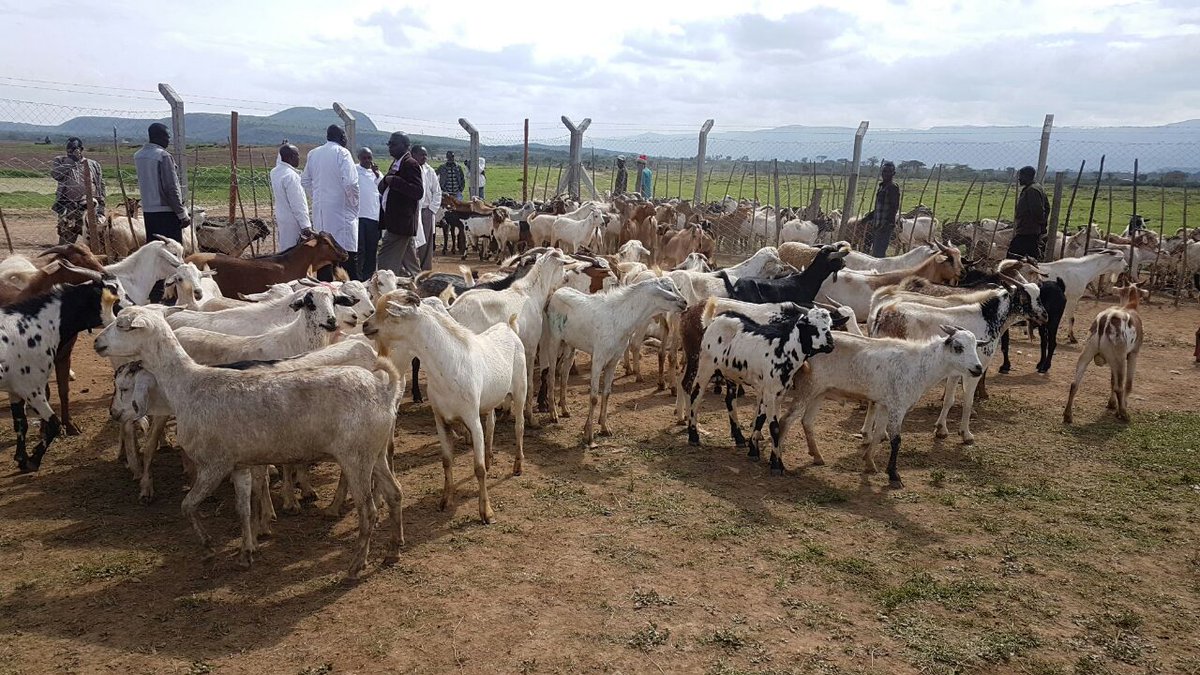 All set for the Nakuru Easter Goat Auction to be presided over by H.E Hon Lee Kinyanjui today. #MifugoNiMali #GoatAuction #TwendeBanita