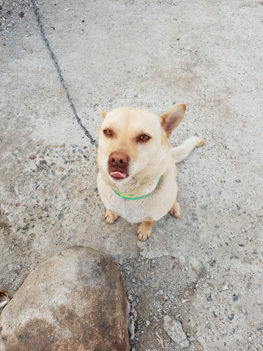 helligunha's tweet image. My dog Nurung ^^