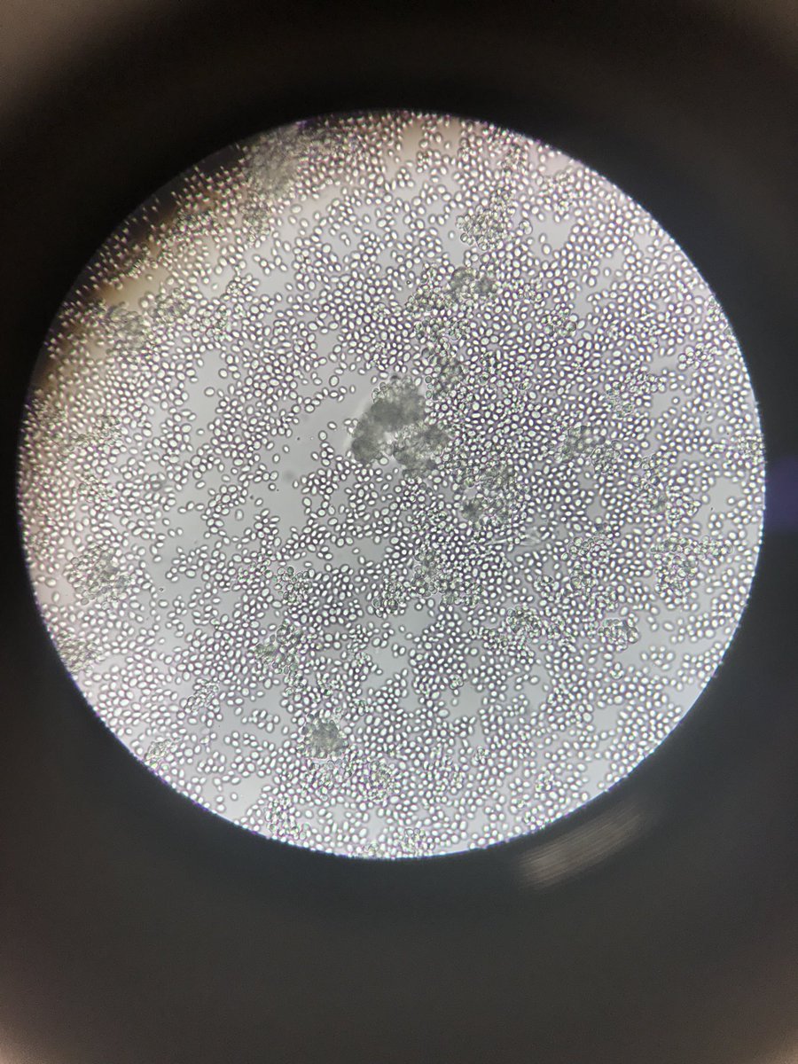 Sarah Whalan tweet media