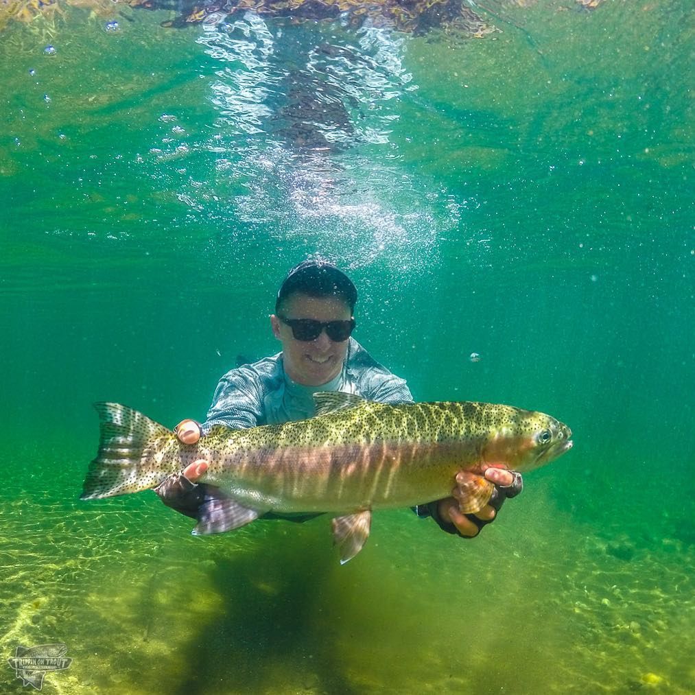 flyandstream's tweet photo. @guide_clinch illustrates, y'all have been doing it all wrong #keepemwet | 📸 @trippin_on_trout
#trippinontrout #flyfishing #flyfish #flyandstream #flyfishingjunkie #flyfishingvibes #flyfishingnation #flyfishingaddict #flyfishinglife #thetugisthedrug #repyourwater #rainbowtrout https://t.co/t5VncX1mdV