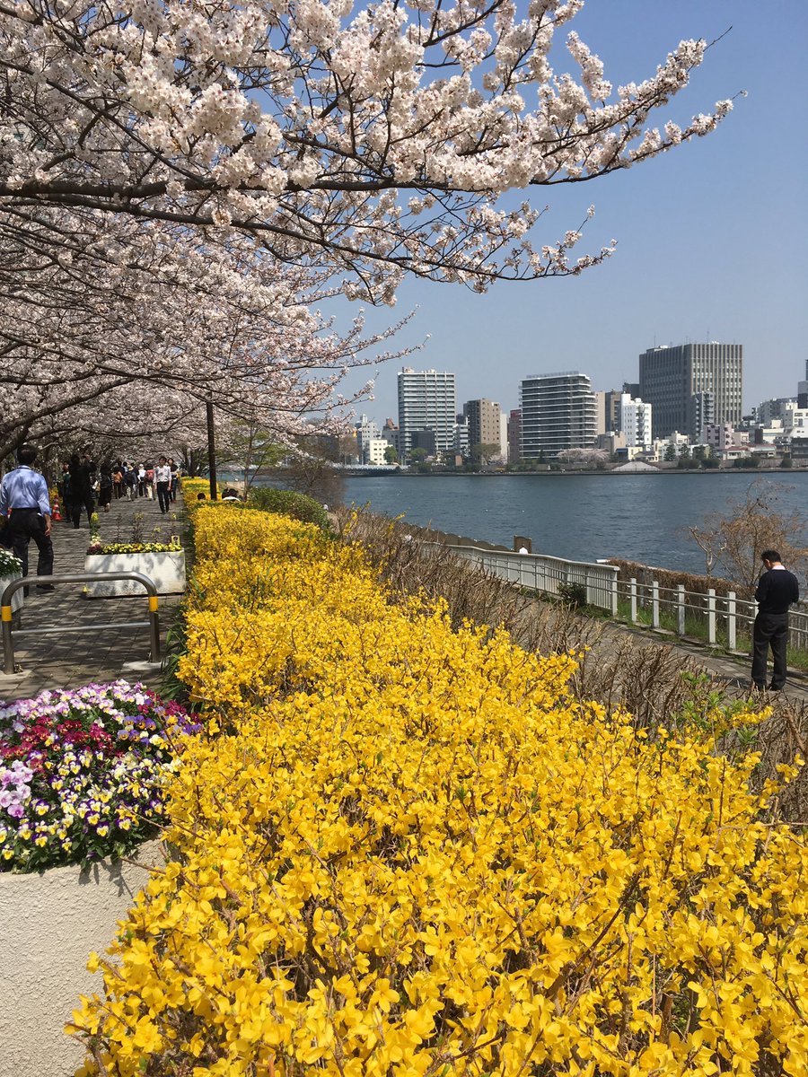 unknownself_'s tweet image. 今日はバイトの日。こんな素敵な場所があるとは今まで気づかなかったな。たくさんの会社員が弁当広げたりのんびり散歩したりしている #新川公園 にて。
#隅田川テラス #茅場町 #花見