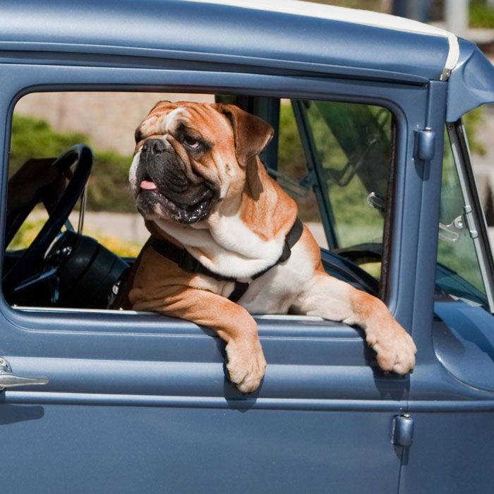 RedFernDogs's tweet image. Warmer weather gets everybody in a good mood!  

redferndogs.com
_____________⠀⠀
Follow @redferndogs⠀⠀