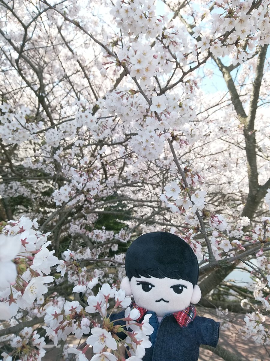 s_park7012's tweet photo. お花見🌸 3
#SEVENTEEN #SVT #세븐틴 #svtdoll #세븐틴인형 #순도리 #지훙이 #원뭉이 https://t.co/21KHpk1CCu