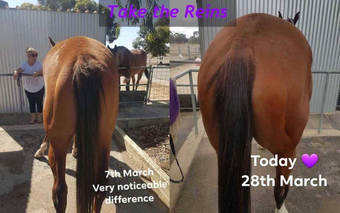 jacqvella's tweet photo. Force Ten Gale is doing so well 💜🐎
#takethereins #rehomersa #mypassion #doitright #naturalhorsemanship #blocktraining #equinehealth https://t.co/20mzBBaZNh