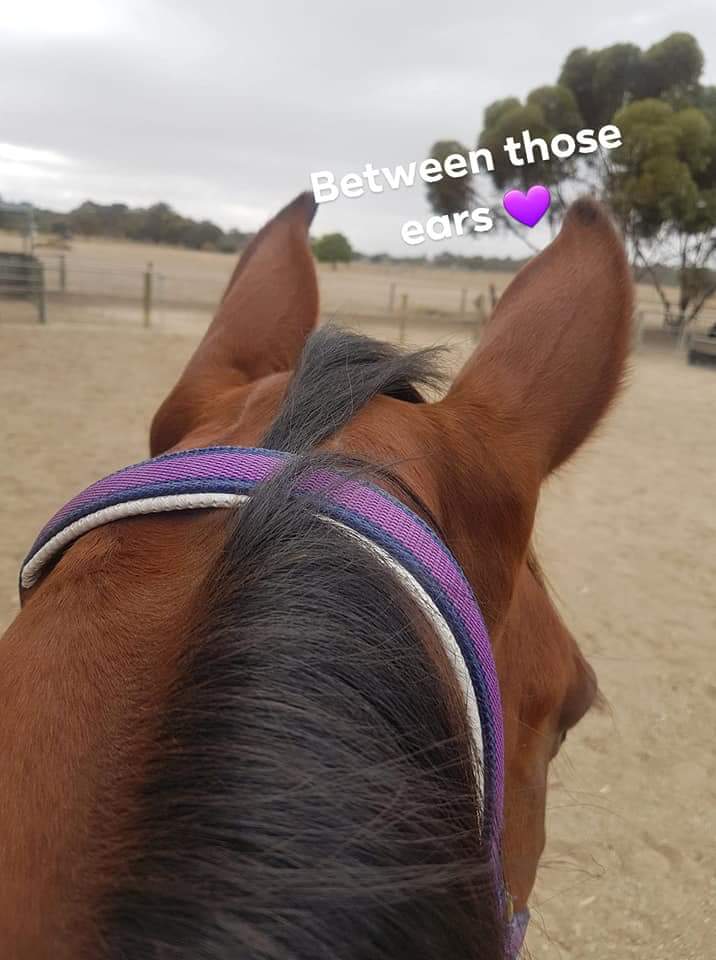 jacqvella's tweet photo. Force Ten Gale is doing so well 💜🐎
#takethereins #rehomersa #mypassion #doitright #naturalhorsemanship #blocktraining #equinehealth https://t.co/20mzBBaZNh