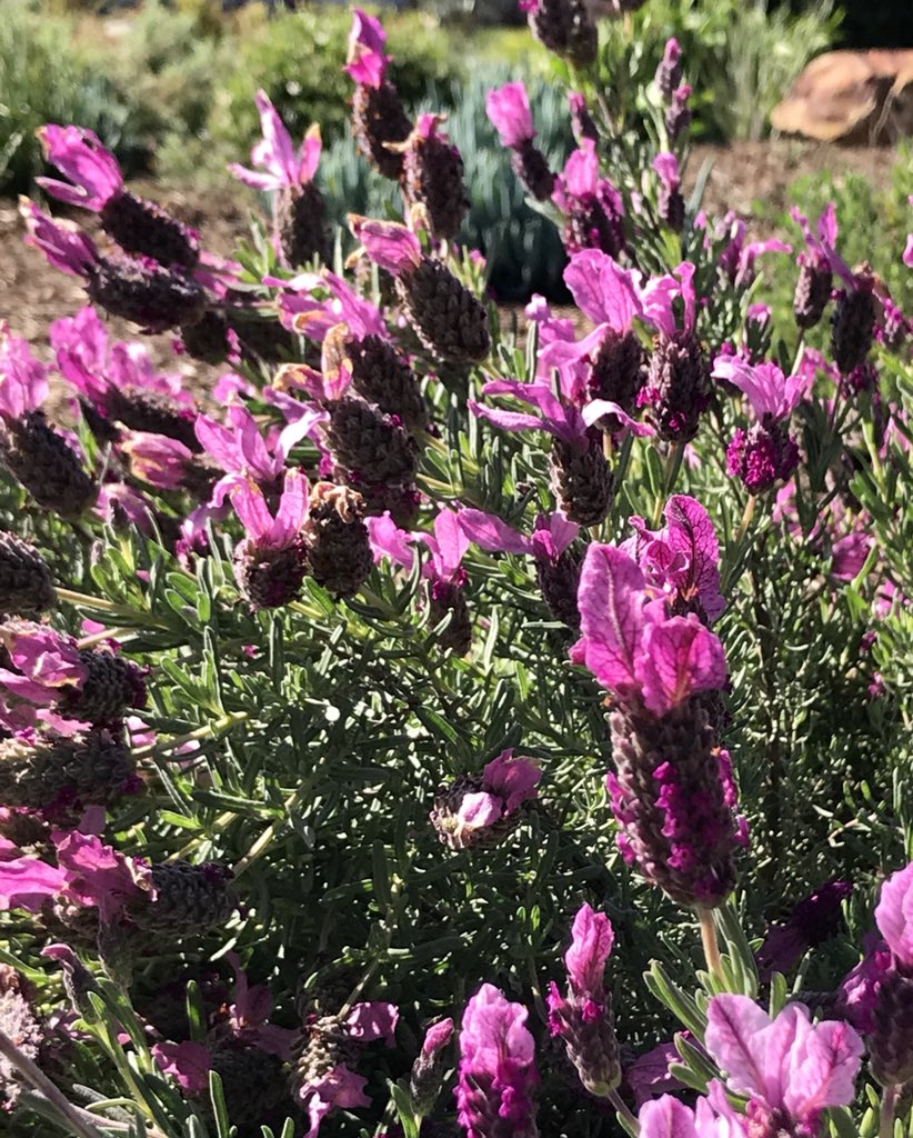 Lynn Hatamiya tweet media