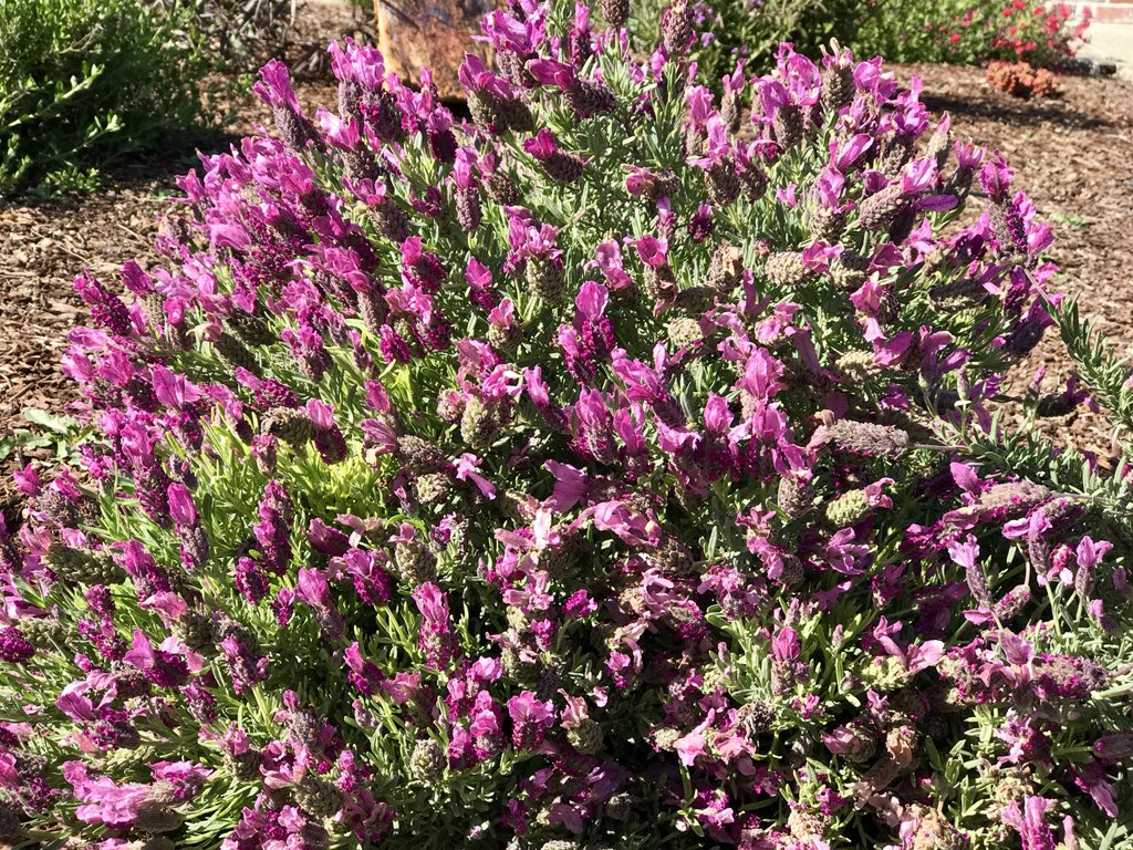 Spotted this pretty Spanish Lavender today - Lavandula stoechas.  Possibly 'Regal Splendour’ #gardening