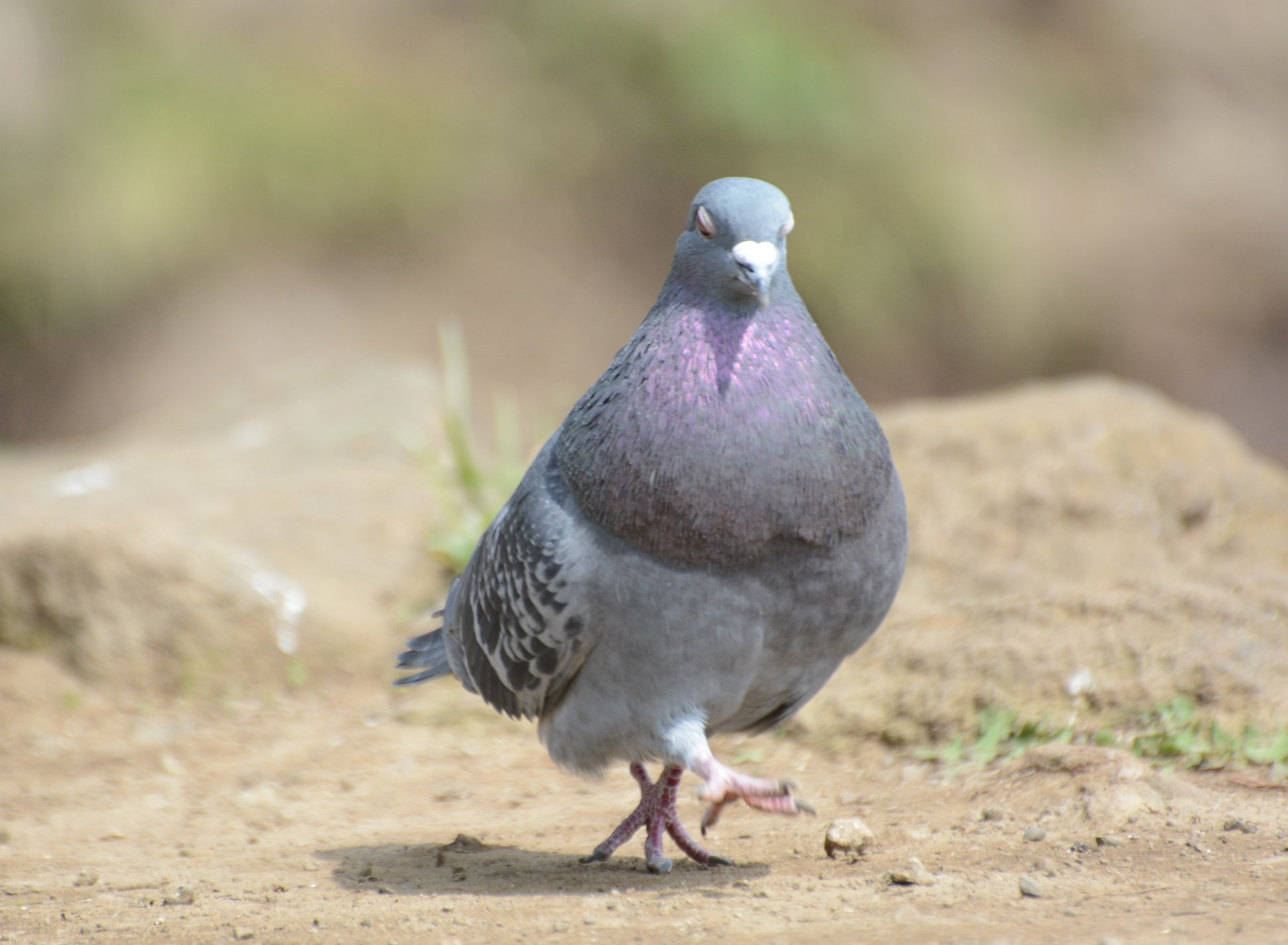 上可愛い 鳩 最高の動物画像 上可愛い 鳩 最高の動物画像