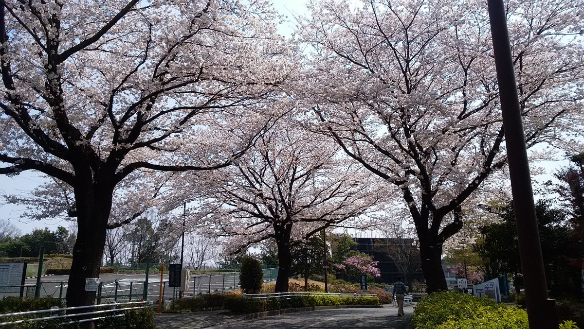 O Xrhsths 町田市観光コンベンション協会 Sto Twitter さくら開花情報 野津田公園は西口も北口もソメイヨシノのトンネルが完成 ゼルビアの次の試合がアウェイで残念 両サポーターをこの桜でお迎えしたかったです 町田 桜 ゼルビア お花見 町田さくら