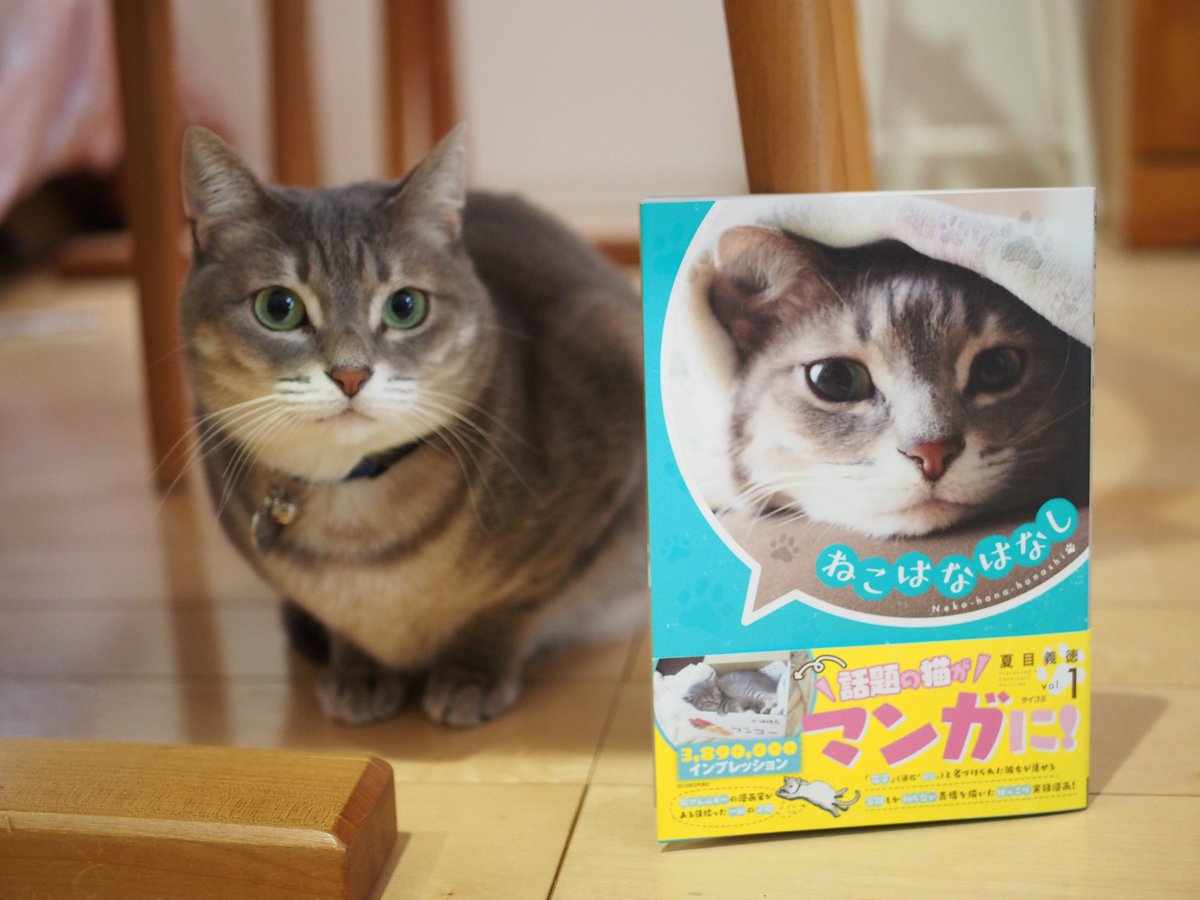 Yoshinori Natsume ねこはなはなし 1 サイコミ 夏目 義徳 T Co Jw4l8bj4cc Amazonjpさんから 別に猫を飼う気のなかった猫アレルギーの人が拾った猫 と暮らすようになる話です 獣医さんからの猫を飼う際のアドバイスコラムも載ってます