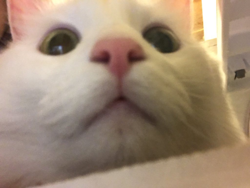 Lindseymorgan26's tweet photo. *hears a bag of chips being opened* https://t.co/CHUg9OFJi3
