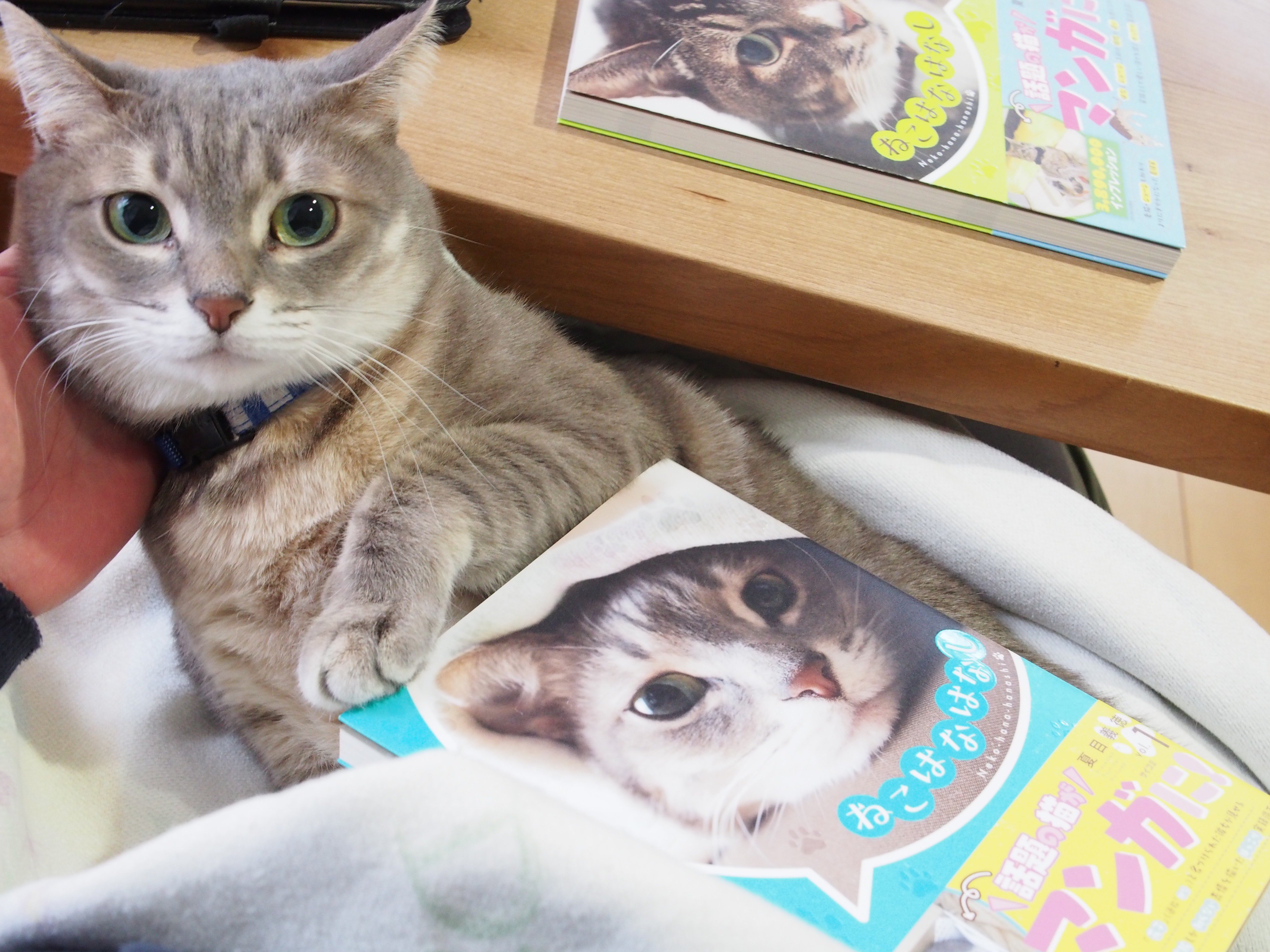 Natsume Yoshinori ねこはなはなし 1 サイコミ 夏目 義徳 T Co Jw4l8bj4cc Amazonjpさんから 別に猫を飼う気のなかった猫アレルギーの人が拾った猫 と暮らすようになる話です 獣医さんからの猫を飼う際のアドバイスコラムも載ってます Twitter
