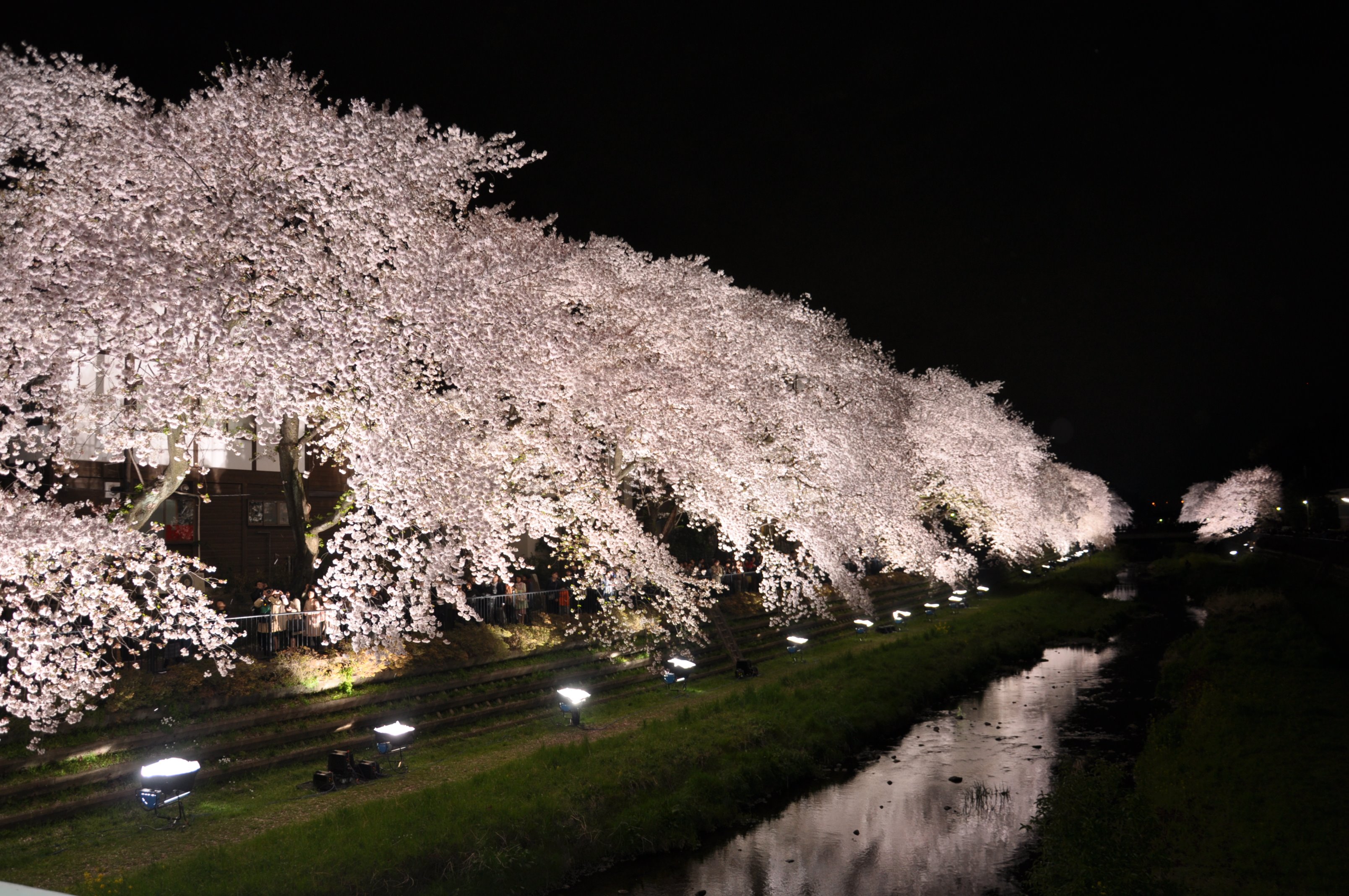 調布市 野川の桜ライトアップ18 今年は3月30日 金 の午後6時 9時で開催されます 詳細はhpをご覧ください T Co 5ebixpkjek Chofu 調布 野川の桜ライトアップ T Co Z7azbgkbw9 Twitter