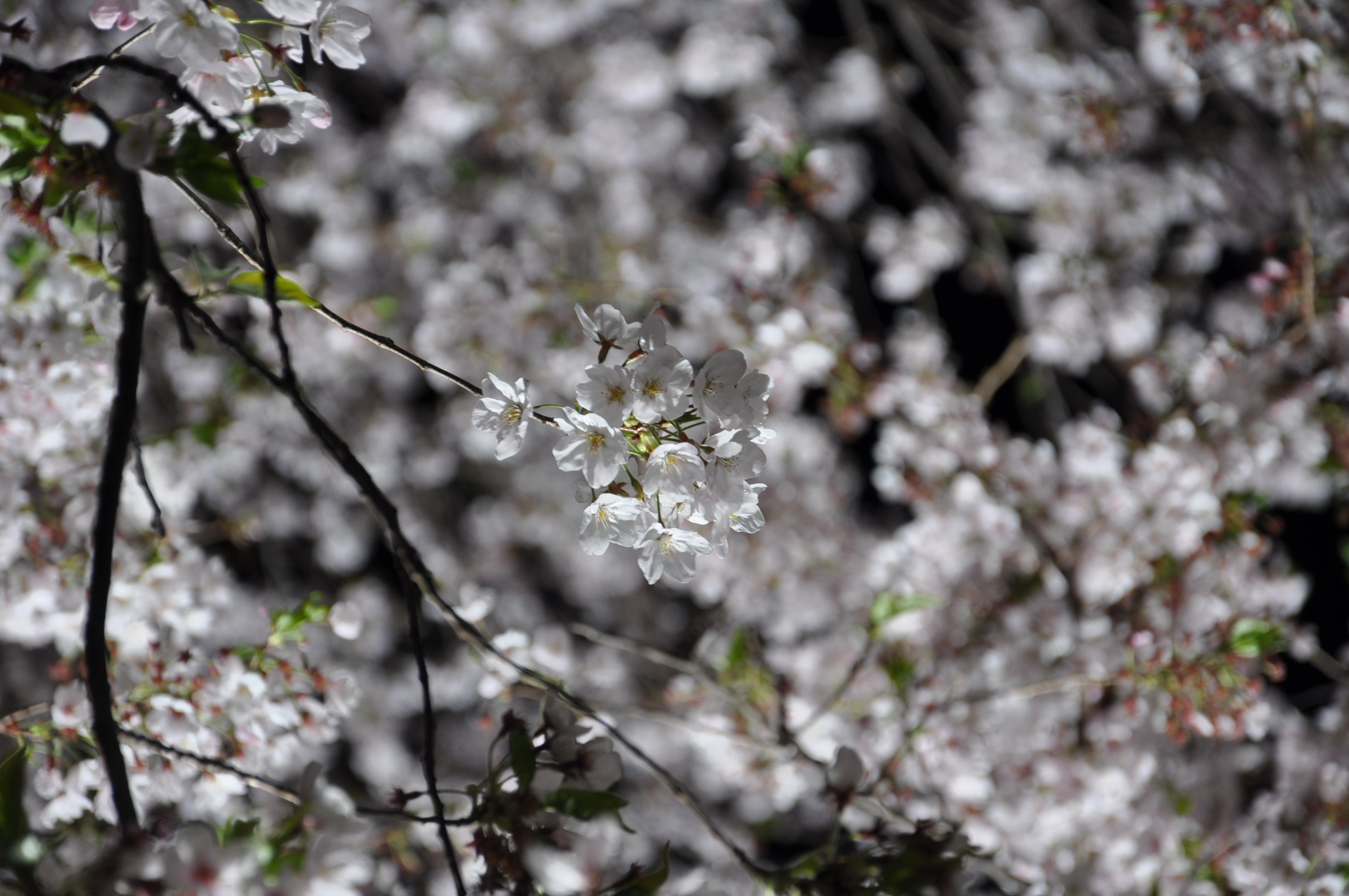 調布市 野川の桜ライトアップ18 今年は3月30日 金 の午後6時 9時で開催されます 詳細はhpをご覧ください T Co 5ebixpkjek Chofu 調布 野川の桜ライトアップ T Co Z7azbgkbw9 Twitter