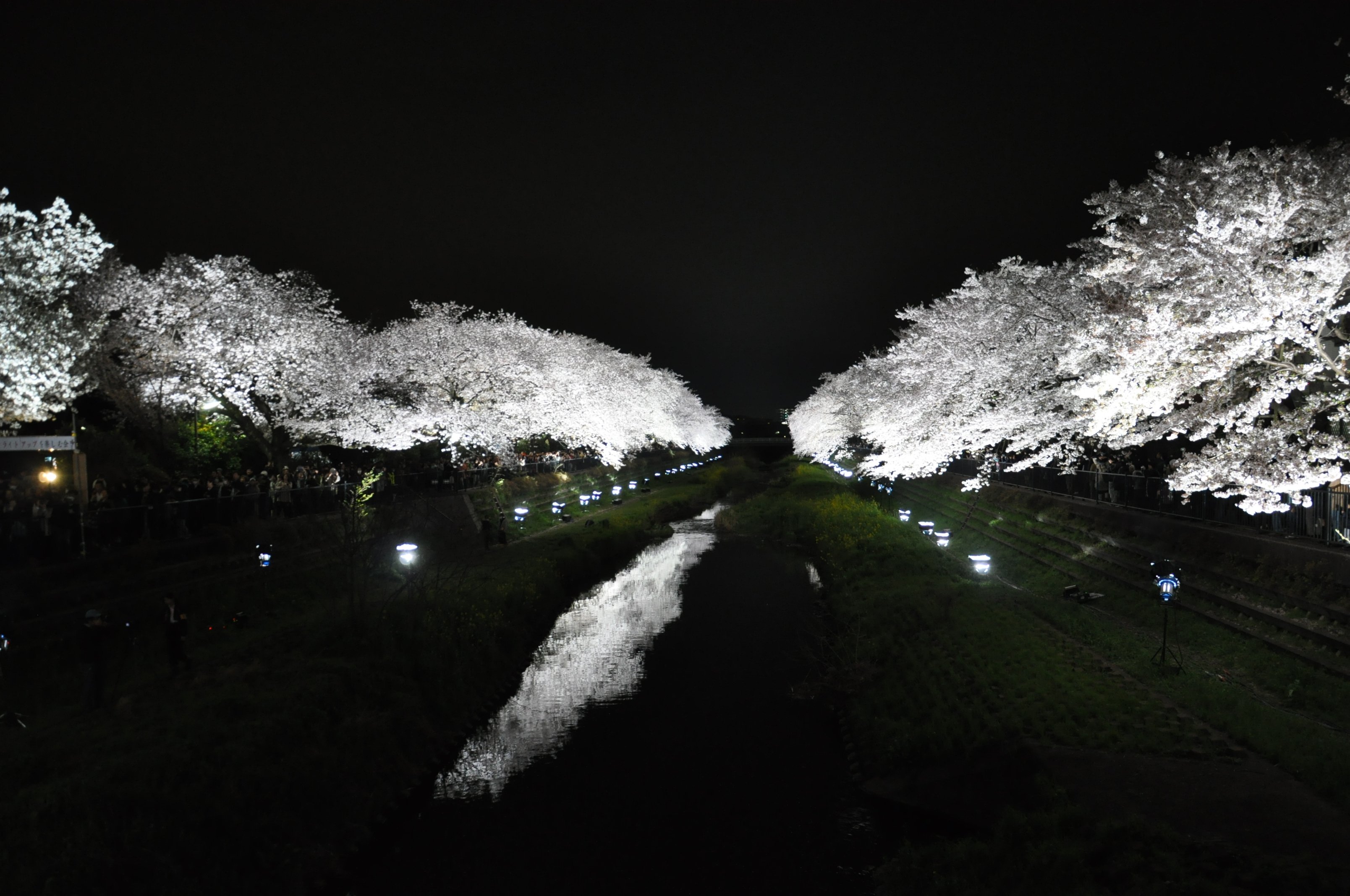 調布市 野川の桜ライトアップ18 今年は3月30日 金 の午後6時 9時で開催されます 詳細はhpをご覧ください T Co 5ebixpkjek Chofu 調布 野川の桜ライトアップ T Co Z7azbgkbw9 Twitter