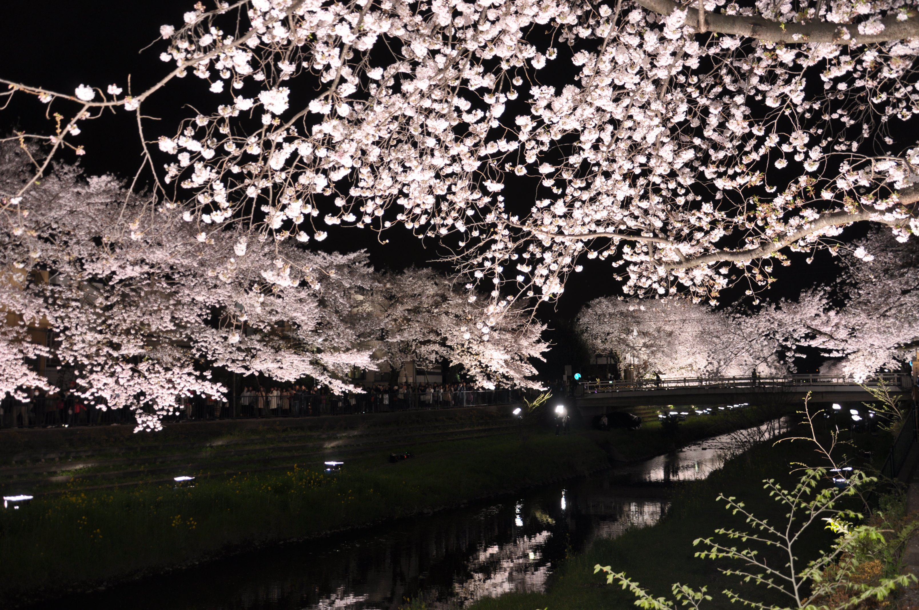 調布市 野川の桜ライトアップ18 今年は3月30日 金 の午後6時 9時で開催されます 詳細はhpをご覧ください T Co 5ebixpkjek Chofu 調布 野川の桜ライトアップ T Co Z7azbgkbw9 Twitter