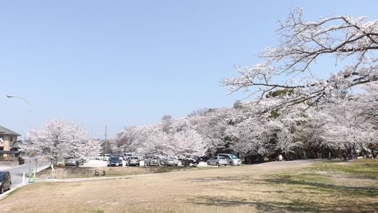 Harada Hidetoshi Navy Plapla Or Jp 長久手 市古戦場公園西側駐車場の満開の桜 さくら祭りは4 8です 今年の桜は急に気温が上がり一気に満開となりました 風もなく花見にぴったりです 園内ではシートを敷き酒なしの宴がちらほらと 人が多すぎないのが