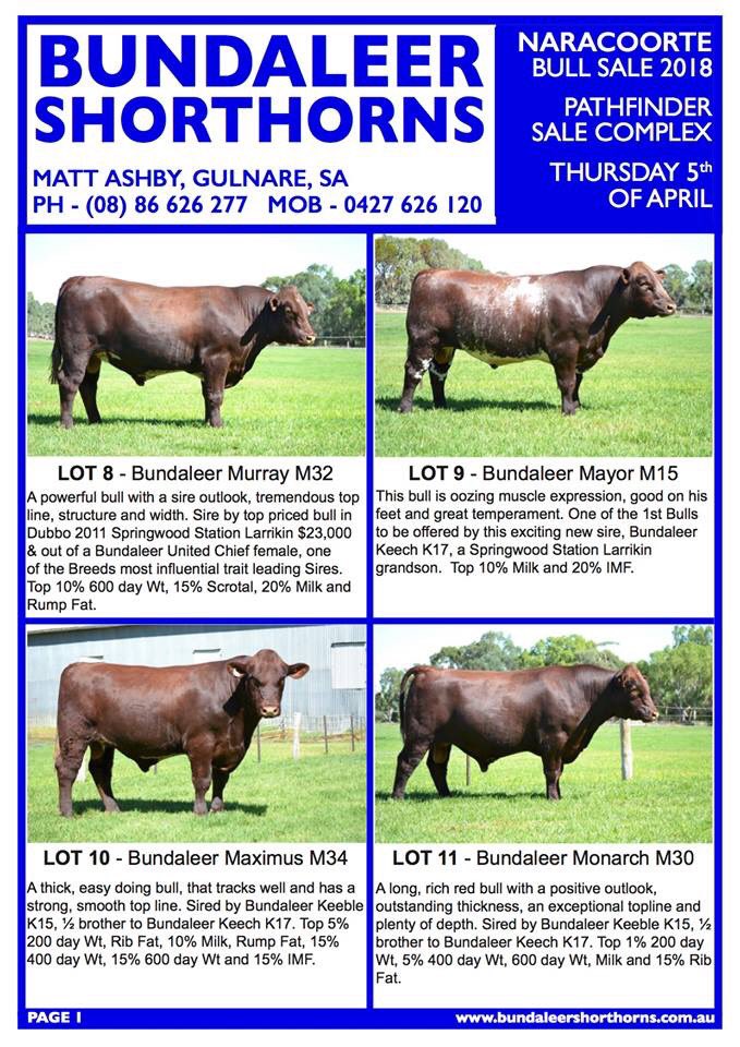 sherrbrae's tweet photo. #shorthornbeef #Naracoortebullsale2018 5th April  #Bundaleershorthorns 8 Bullsintheteam contact @MattBundaleer #reds #roans https://t.co/EKjl5nQokW