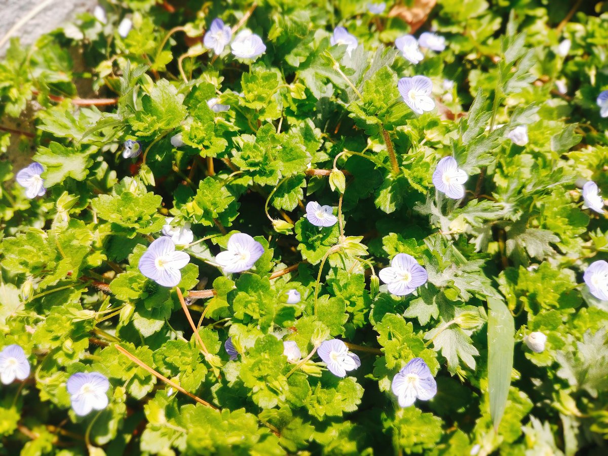 봄날이 사쁜사쁜 
내게 걸어 옵니다

난 또 봄이라는 
계절속으로 뚜벅뚜벅
걸어 갑니다

계절 한가운데
그대가 있어서 꽃이 보이고

그대가 있어서
봄 햇살이 눈부십니다

봄으로 내게 온 그대가
그지없이 어여쁩니다.