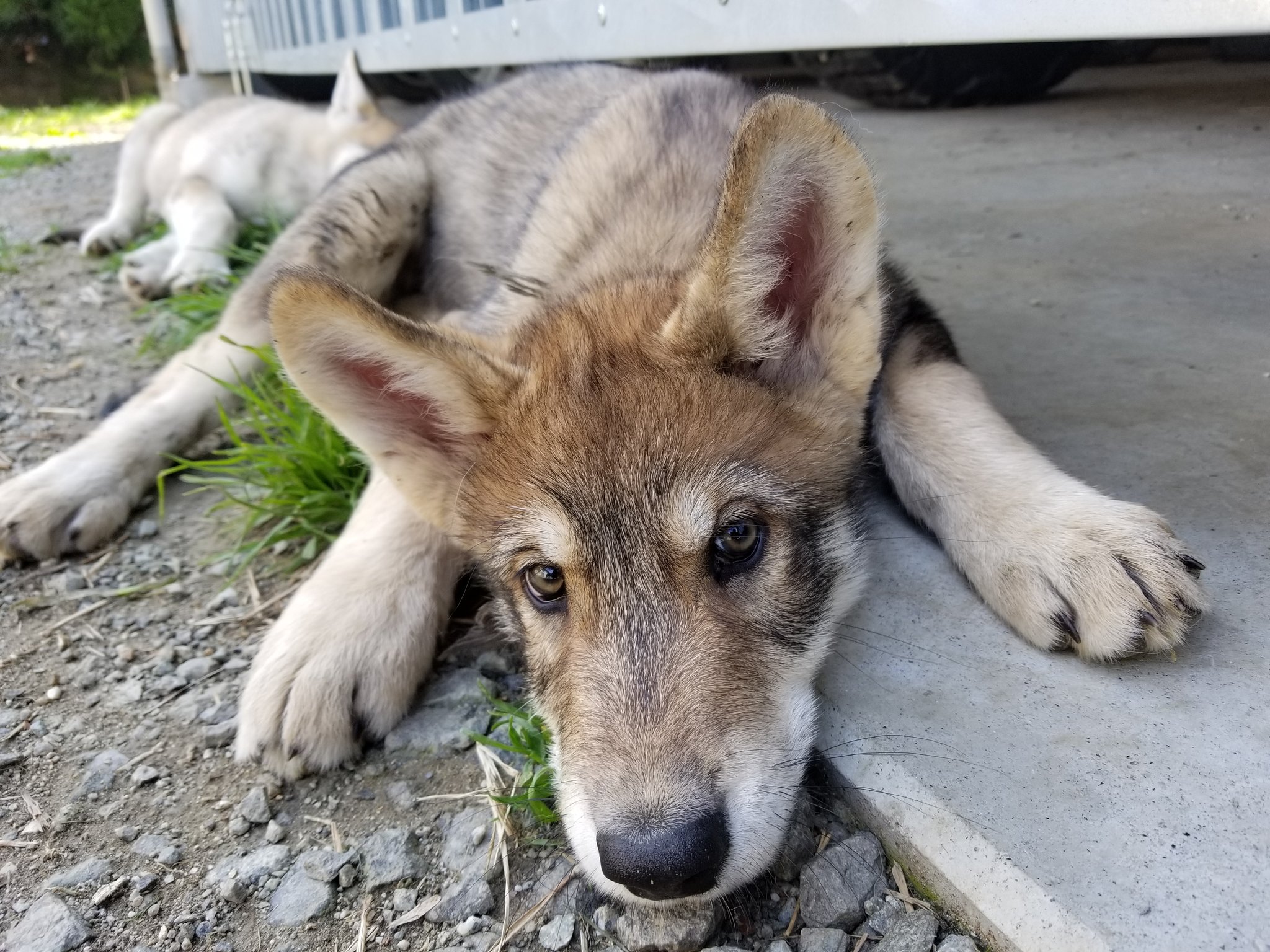 Wild Bulletさんはtwitterを使っています オオカミ犬生後2ヶ月 11キロになりました 大きいお手 と大きいお耳 オオカミ犬 狼犬 ウルフドッグ Wolfdog Hybridwolf T Co 3z1sblqhqx Twitter Wild Bulletさんはtwitterを使っています オオカミ犬生後2ヶ月 11キロになりました 大きいお手 と大きいお耳 オオカミ犬 狼犬 ウルフドッグ Wolfdog Hybridwolf T Co 3z1sblqhqx Twitter