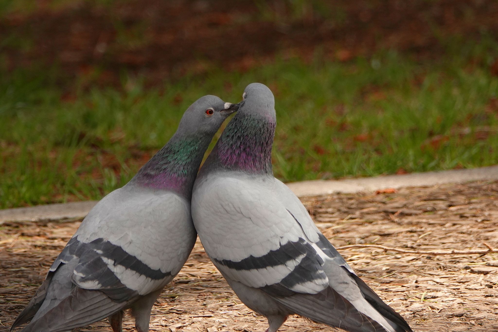 Ats Neko 公園に居たハトのカップル 宮城県 仙台 Rx100m4 鳩 求愛給餌 Sony 野鳥 T Co Sxdyyeheda Twitter