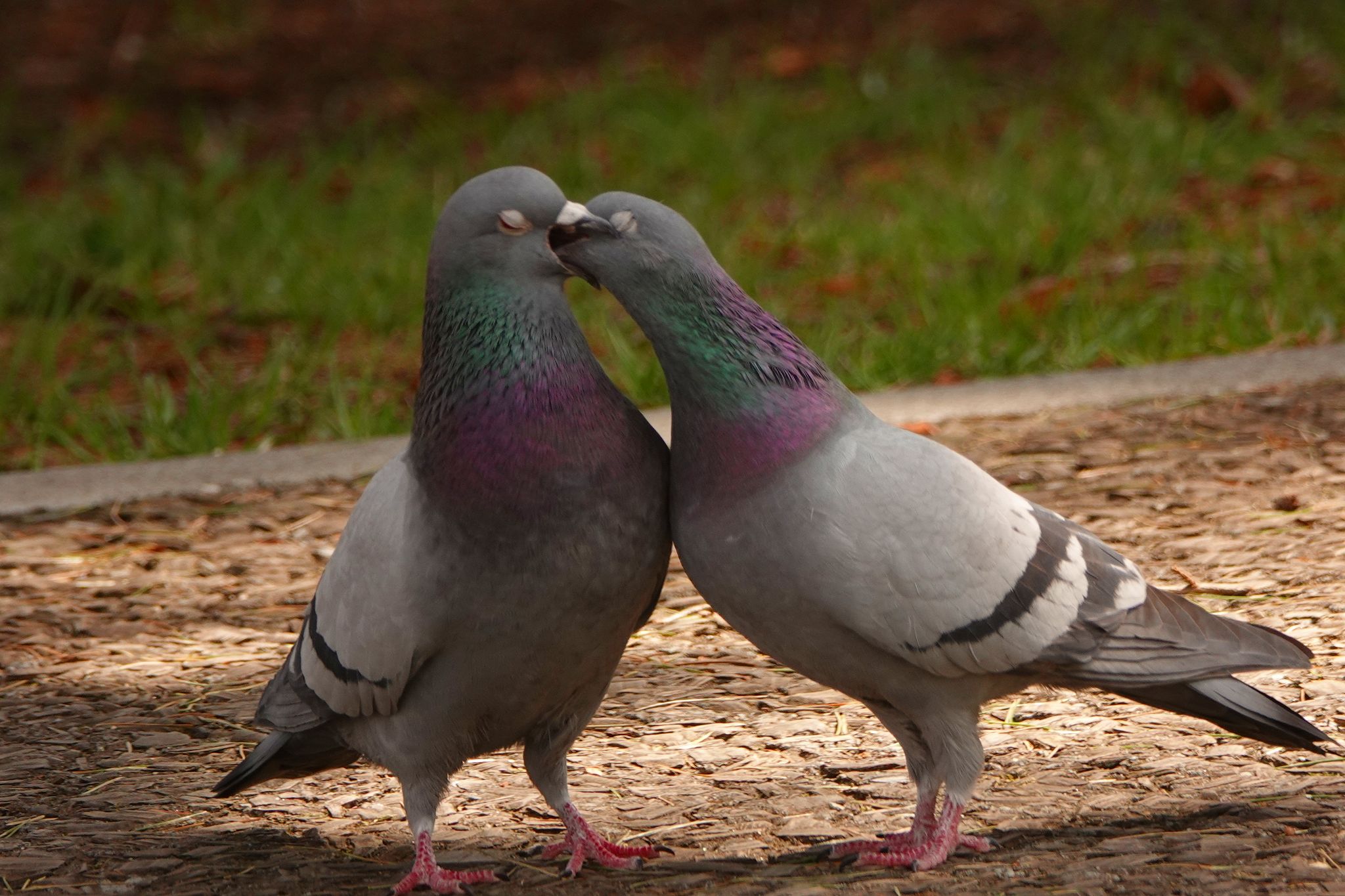 Ats Neko 公園に居たハトのカップル 宮城県 仙台 Rx100m4 鳩 求愛給餌 Sony 野鳥 T Co Sxdyyeheda Twitter