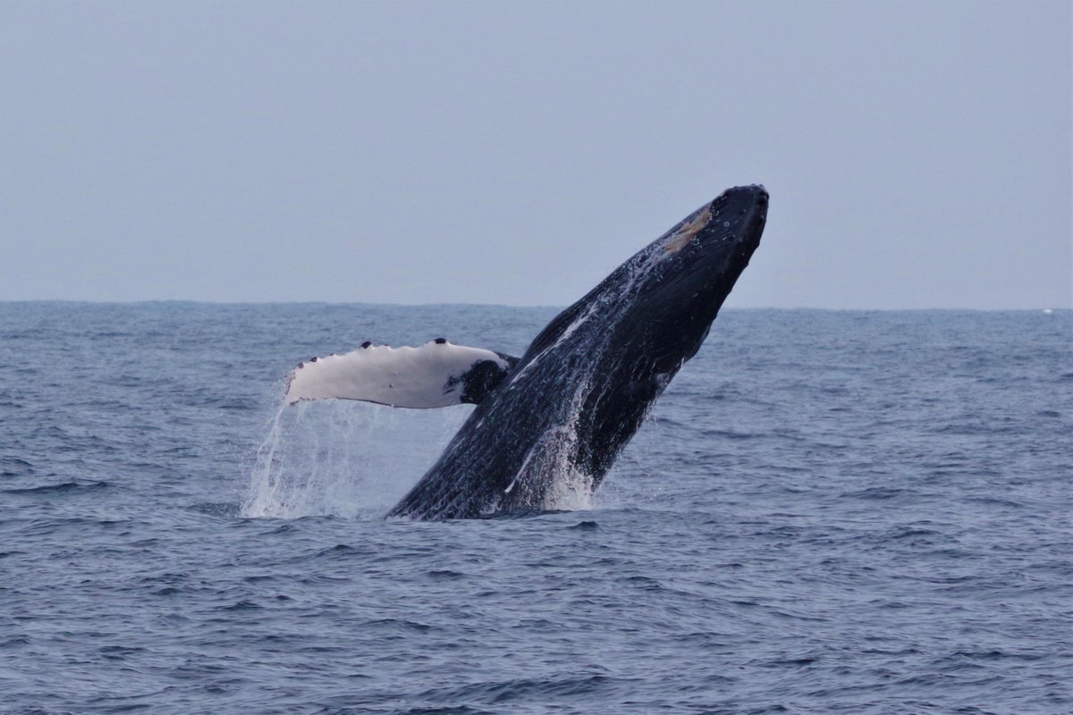 八丈島観光協会 Twitterissa 八丈島クジラ目撃情報 3月 27日 東京海洋大学調査チームからの報告です 八重根での発見多数 7群8頭 陸からも見える位置でブリーチングしている様子を確認出来たそうです T Co Fbk3b9rwhs 八丈島 ザトウクジラ