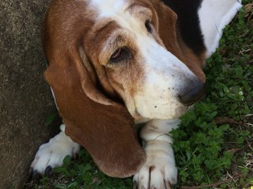 ハウルの動く城 犬の名前は 犬種 鳴き声やパクリ疑惑についても 花凛雑記