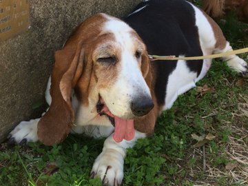 ハウルの動く城 犬の名前は 犬種 鳴き声やパクリ疑惑についても 花凛雑記