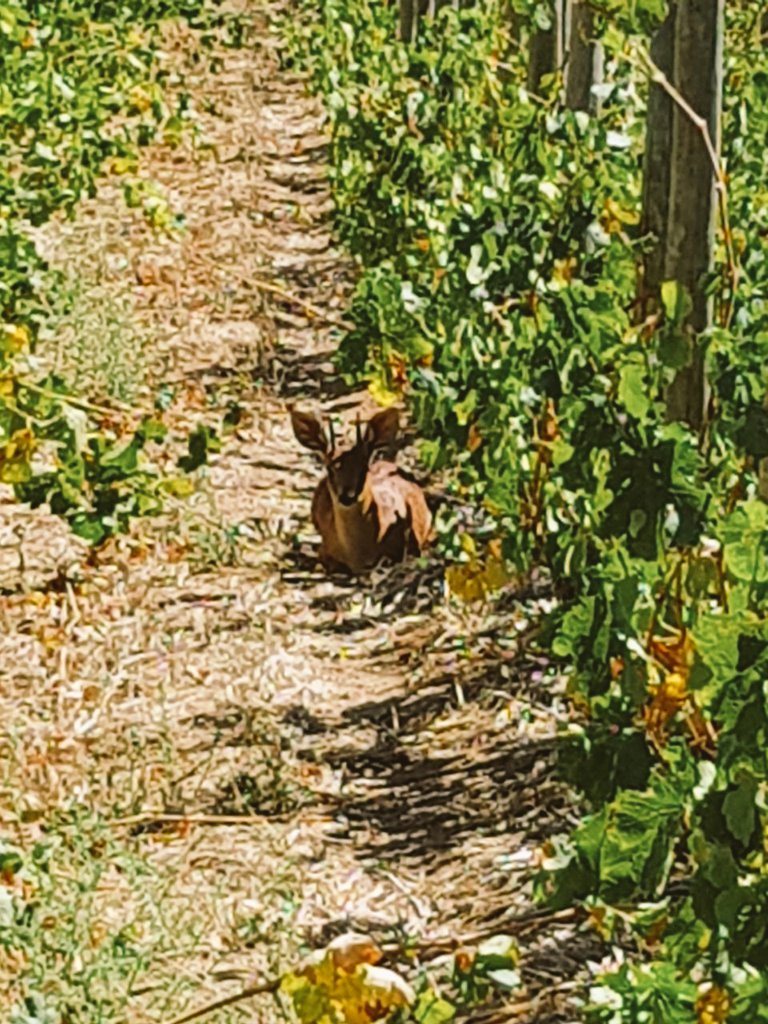 Beautiful experience with a Steenbokkie that resides in our mountain vineyards <a href="/BreedekloofWine/">Breedekloof Wine Valley</a> <a href="/hnwines/">Hallgarten & Novum Wines</a> <a href="/cabowines/">Cabo Esperança Wines</a> @KapWines