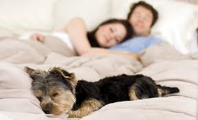 hampsteadhounds's tweet photo. Did yo know it's #NationalSleepMonth Have you ever wondered why darkness is best for sleep? When we see light, our bodies assume it’s time to wake up. When it’s dark, we release melatonin, which relaxes the body and helps us to drift off. #sleep #health #WednesdayWisdom https://t.co/IFP4vnpV0c