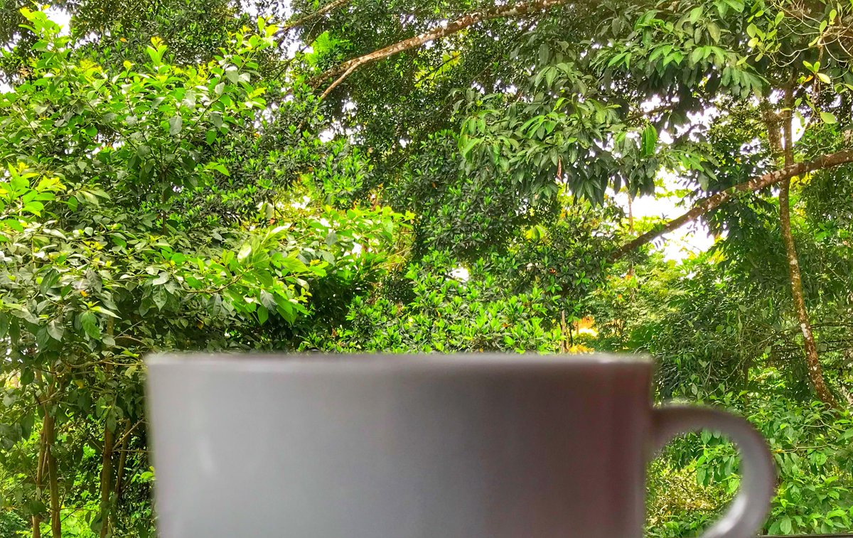 #Technology is a #tool to #create the #life you #love. #empowerment #womenintech #myoffice #rainforest #travel #costarica #ilovemylife #entrepreneurs #ladyboss #DigitalTransformation #freedom #SharePoint #Microsoft