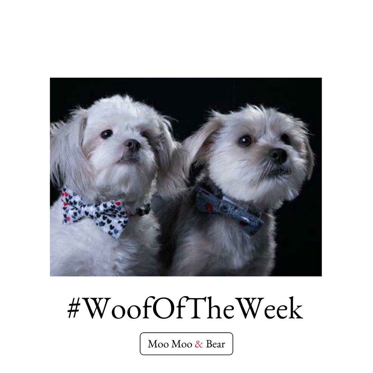 moomooandbearuk's tweet photo. #woofoftheweek Look at this gorgeous pair, Tommy and Gizmo in our Belle and Beau bow ties and collars. 
#thepetsbiz 
#dogsoftwitter 
https://t.co/e6VCyXTsXr https://t.co/C1uLXYYYL3
