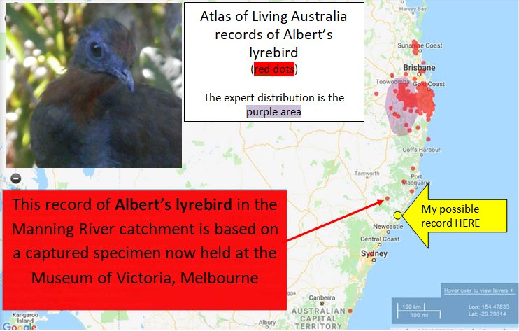 drkeithbishop's tweet photo. Getting more interesting! .....a record of Albert's lyrebird only 100 km away is evidently based on a preserved specimen held at the Museum of Victoria. #WildOz #ornithology #birds #birding https://t.co/bPv8MFCIMC