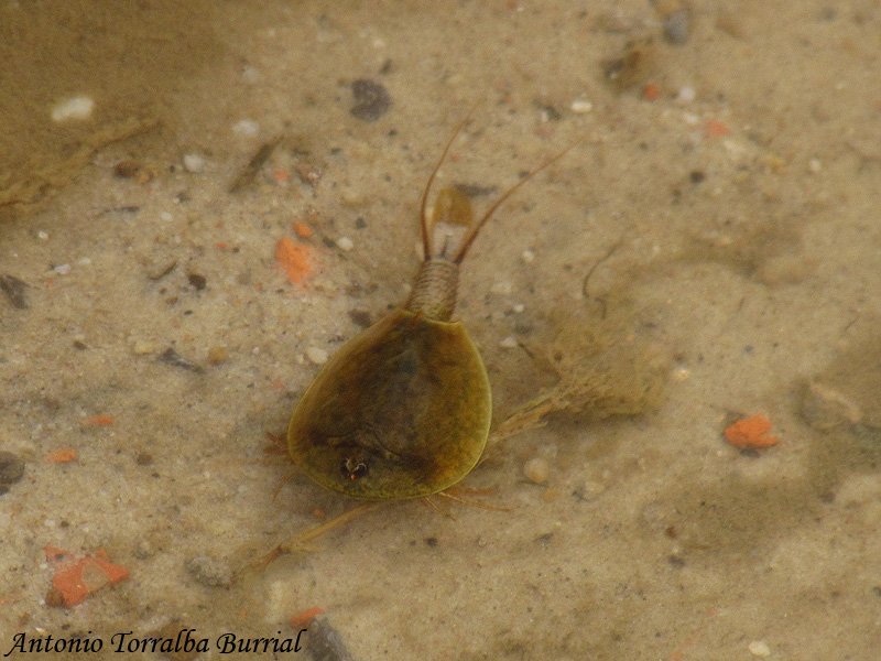 ATorralbaB's tweet photo. #Lepidurus apus
Los #notostracos, grupo de #crustáceos antiguo en el registro fósil, con formas
muy similares de hace 250 millones años
https://t.co/9pd5GyOJwH
#Notostraca #Crustacea #freshwater #biodiversidad #biodiversity #arthropodpower #nature #naturephotography #Asturias https://t.co/iIh2zsqmlI