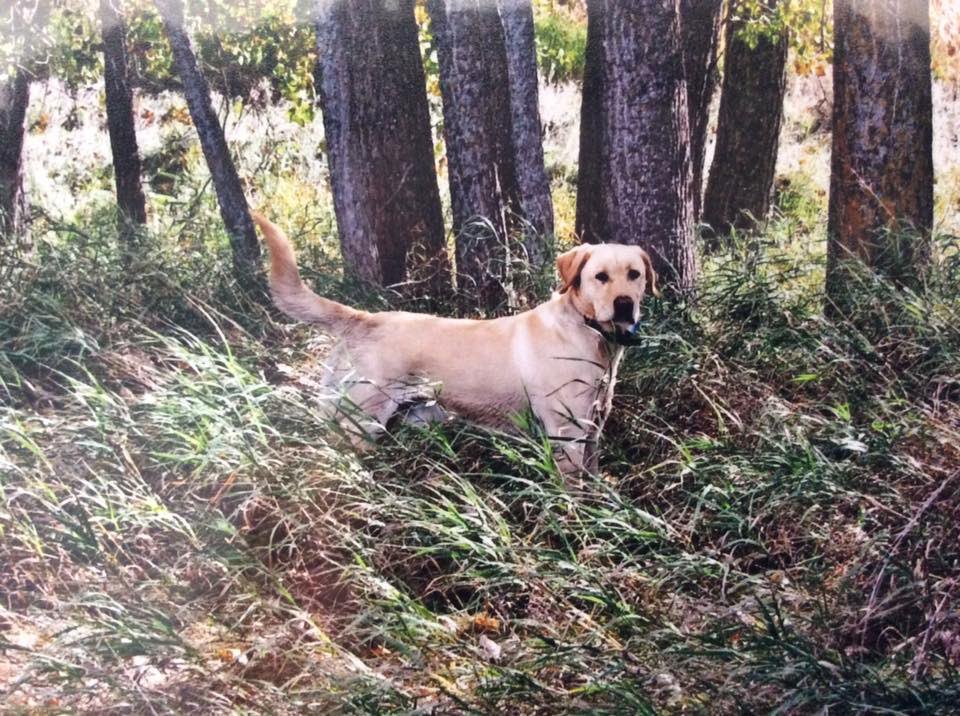 Marti_Hammer's tweet photo. You were in my life for more years than not... you’re a good boy buddy, I’ll miss you.. Have fun chasing pheasants in heaven! https://t.co/R0ybmDHH3g