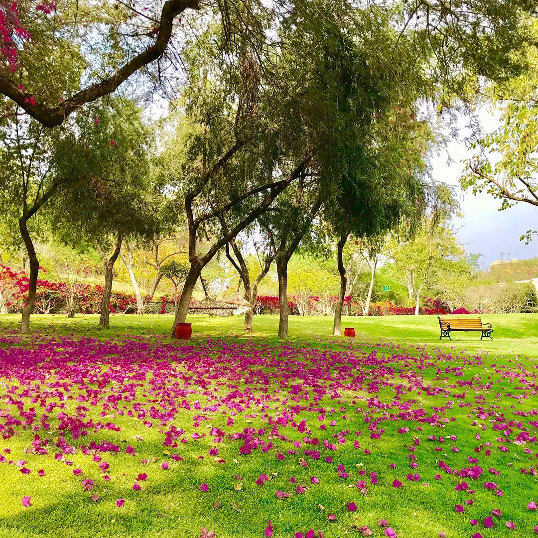TridentHotels's tweet photo. The history of Udaipur is a rich tapestry of lakeside palaces, temples &amp; gardens. At @Tridentudaipur, relax with a stroll in our sprawling gardens, &amp; be regaled with stories of yore at 'Bada Mahal' - a 150 year old wildlife conservatory within the hotel premises!

#TridentUdaipur https://t.co/z6oQ24Qtzr