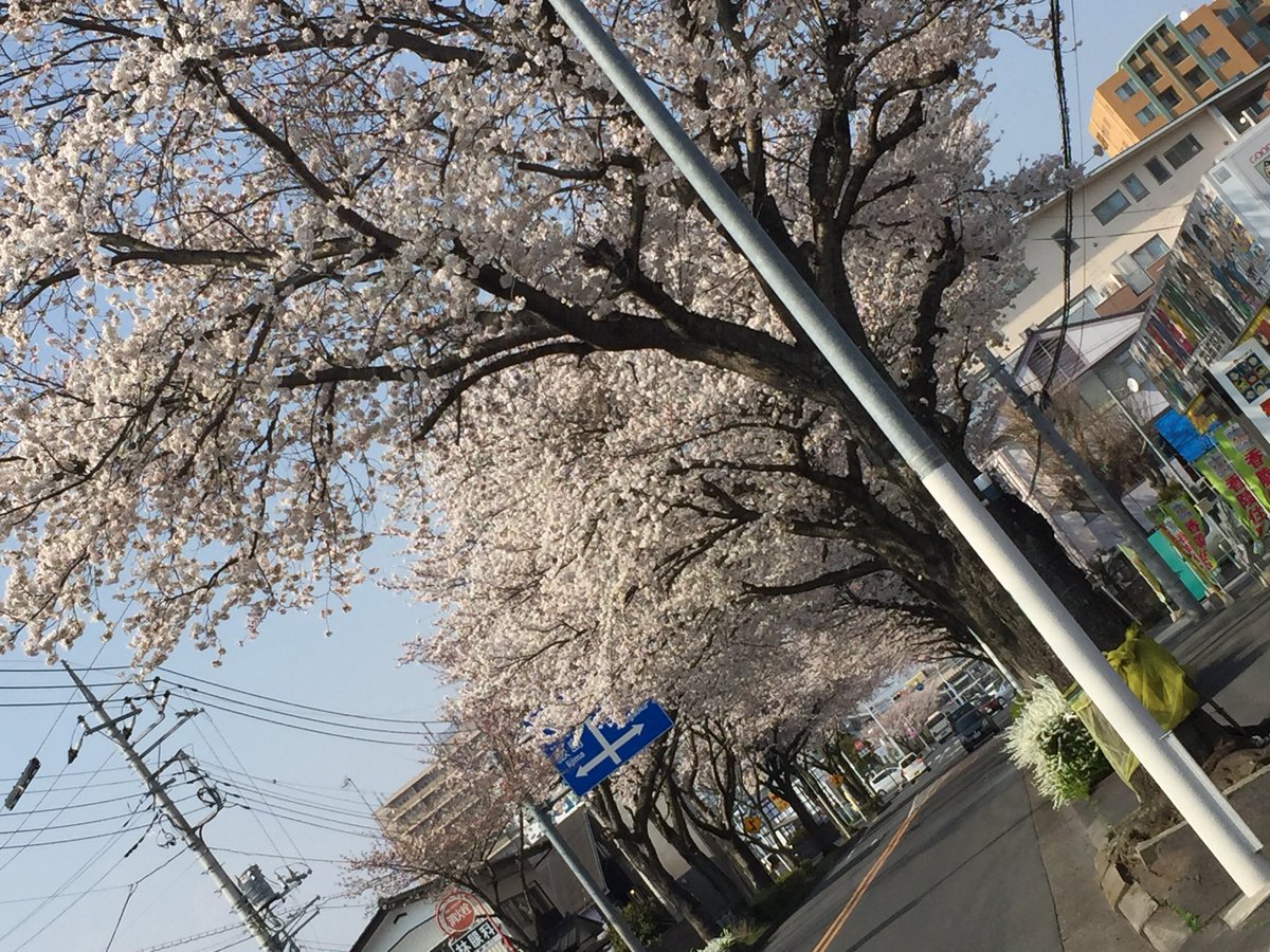 赤塚駅前の桜並木がいい感じになりました🌸