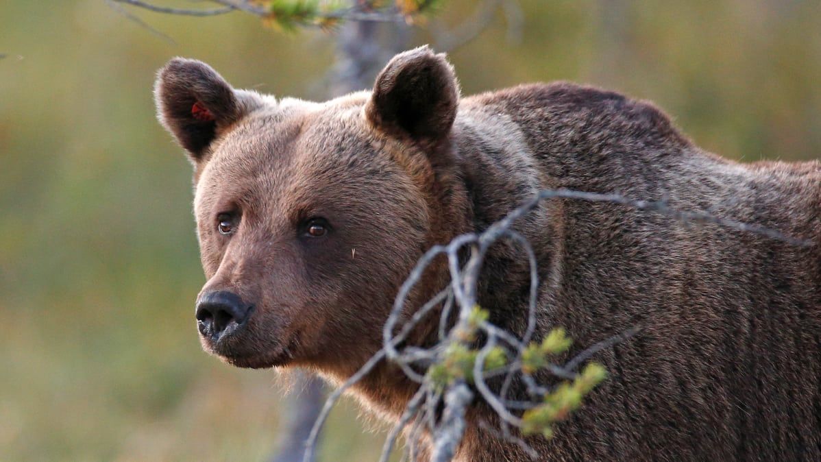 Медведь крупное млекопитающее. Бурый медведь Нижегородской области. Млекопитающие медведь. Медведи в Нижегородской области. Дикие животные Нижегородской области.