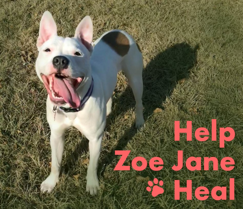 HELP ZOE JANE HEAL! Please help us raise $2,800 to give Zoe Jane the hope of a happy and healthy future. Read her story and donate here: ow.ly/cgno30jbtKH 

#helpmeheal #adoptdontshop #humanesociety #dogsofmadison #adoptabledogsofinstagram #pitbullterrier