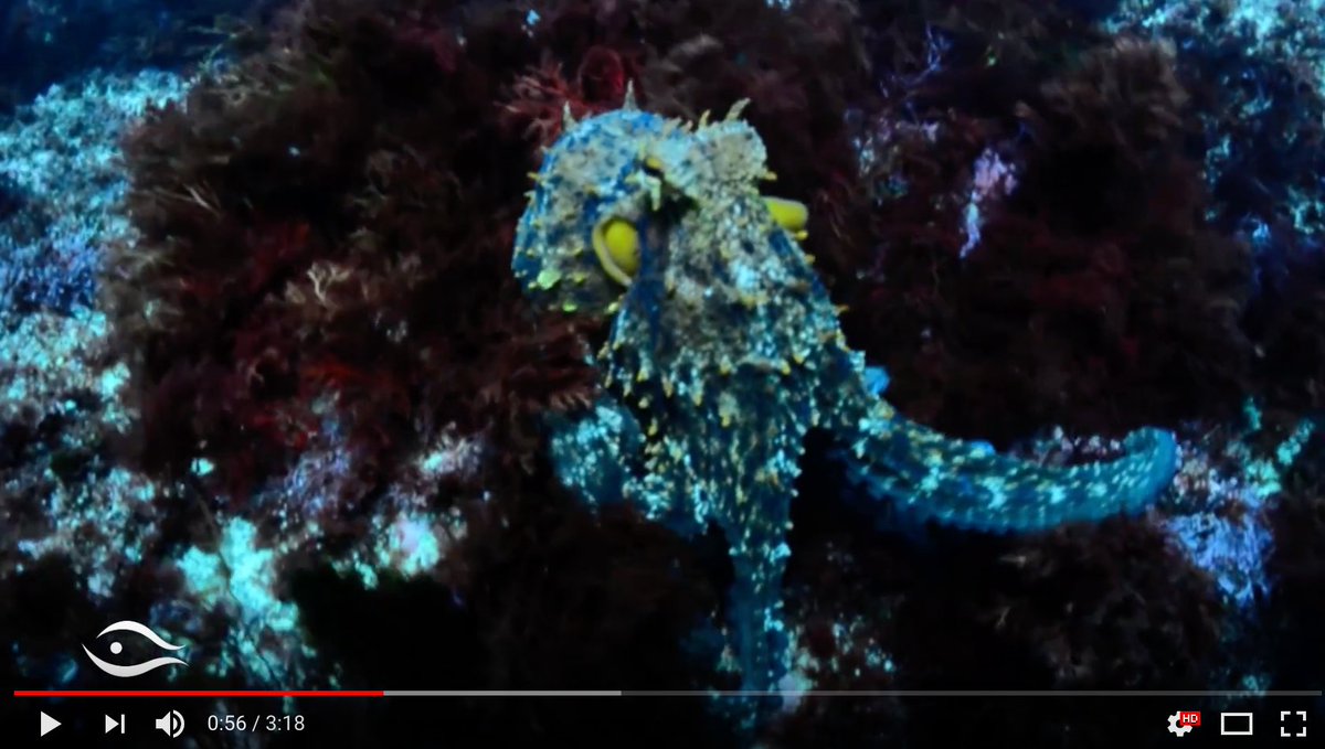 ufishpro's tweet photo. [VÍDEO] Testeando el cebador UFISHPRO, nuestro buzo se encontró con este pulpo curioso. 🐙
¿Cómo reaccionará? No lo pierdas de vista. El final te resultará tan atractivo como a él.

👉vídeo completo: https://t.co/77qgrhEs9M

#submarinismo #pulpo #Cantábrico https://t.co/dzrLa48G84