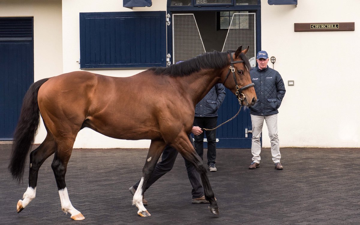 TomMagnier's tweet photo. “I am easily satisfied with the very best” Winston Churchill. Colm Santry shares this ethic in his praise of Coolmore’s latest shuttle stallion. #Churchill https://t.co/oEzi7ag75d