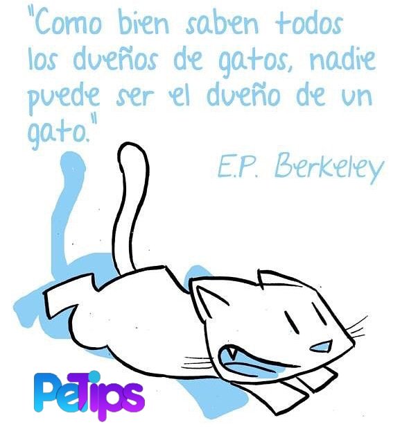 petipstv_'s tweet photo. Aristocráticos y agudos, cazadores, cariñosos y por sobre todo independientes son algunas de las características de los gatos. Pero no debemos olvidarnos que como en
todas las razas hay distintos temperamentos y que entre ellos debemos buscar el que más se adapte a nosotros. https://t.co/XATK7JsWyi