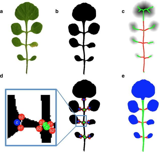 plant_image's tweet photo. Need to quantify complex leaves? Try out MowJoe! 

Paper : https://t.co/qih62kcGQ5 @PlantMethods

Webpage: https://t.co/MnHboH8tuv https://t.co/gBetmyerzM