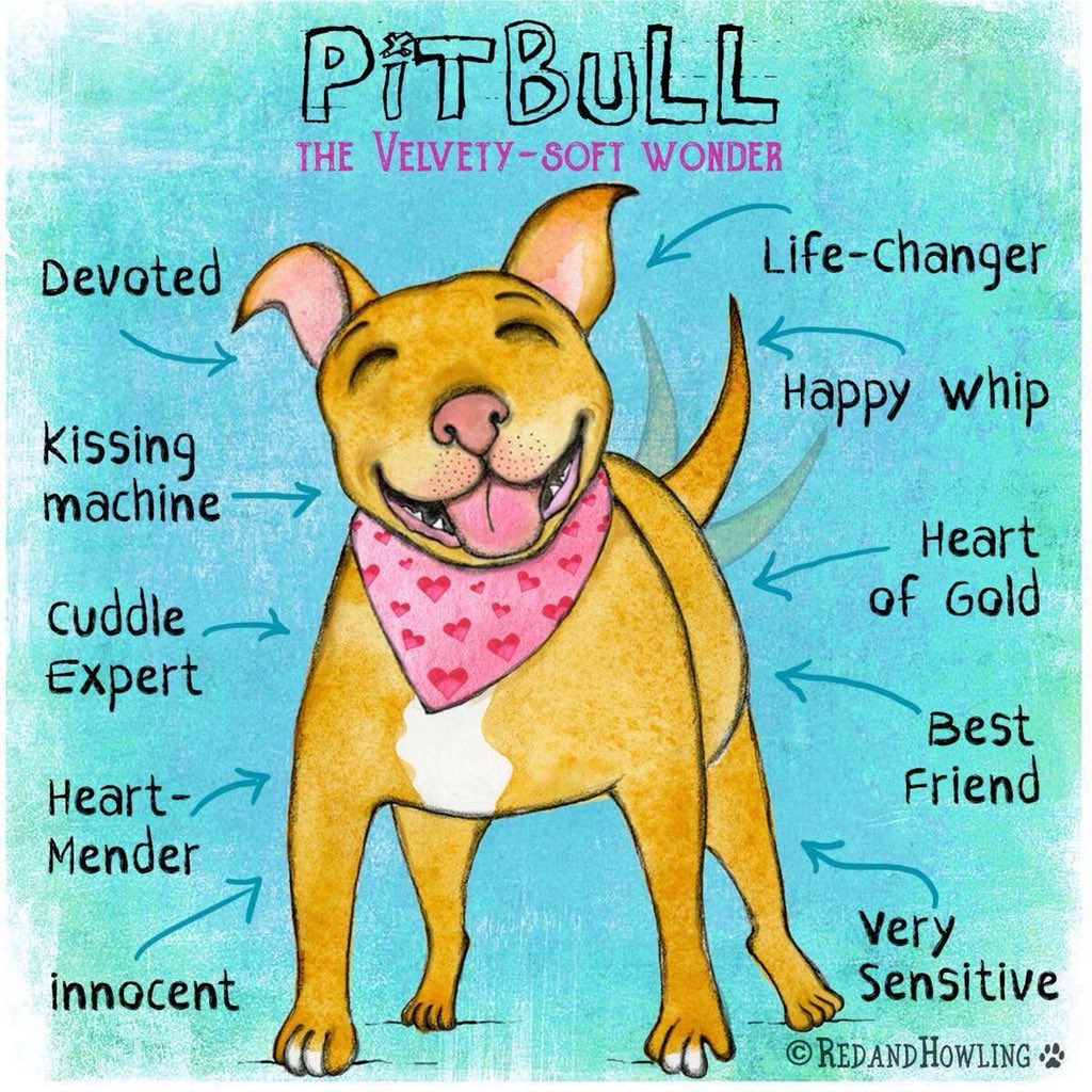 MoishesMom's tweet photo. Moishe’s Wednesday Wish: for people to adopt Pibbles from local kill pounds. If BSL continues, in 20 years, there will be no Pibbles to adopt or love. If you are able to, please #Adopt or #Foster. Pitbulls are loyal and sensitive sentient beings. #Pitbulls. 💗💗 https://t.co/ITTtHG8qb6