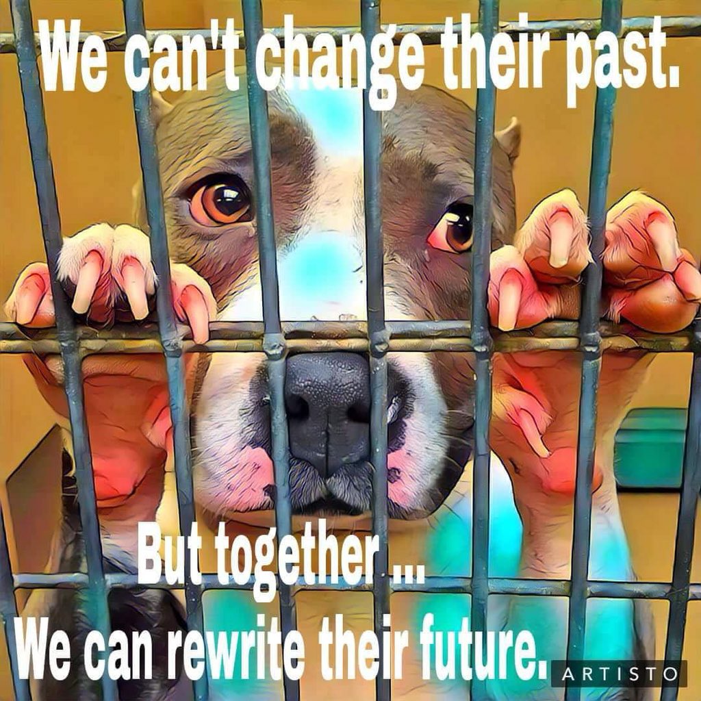 MoishesMom's tweet photo. Moishe’s Wednesday Wish: for people to adopt Pibbles from local kill pounds. If BSL continues, in 20 years, there will be no Pibbles to adopt or love. If you are able to, please #Adopt or #Foster. Pitbulls are loyal and sensitive sentient beings. #Pitbulls. 💗💗 https://t.co/ITTtHG8qb6