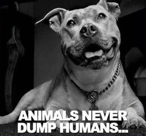 MoishesMom's tweet photo. Moishe’s Wednesday Wish: for people to adopt Pibbles from local kill pounds. If BSL continues, in 20 years, there will be no Pibbles to adopt or love. If you are able to, please #Adopt or #Foster. Pitbulls are loyal and sensitive sentient beings. #Pitbulls. 💗💗 https://t.co/ITTtHG8qb6