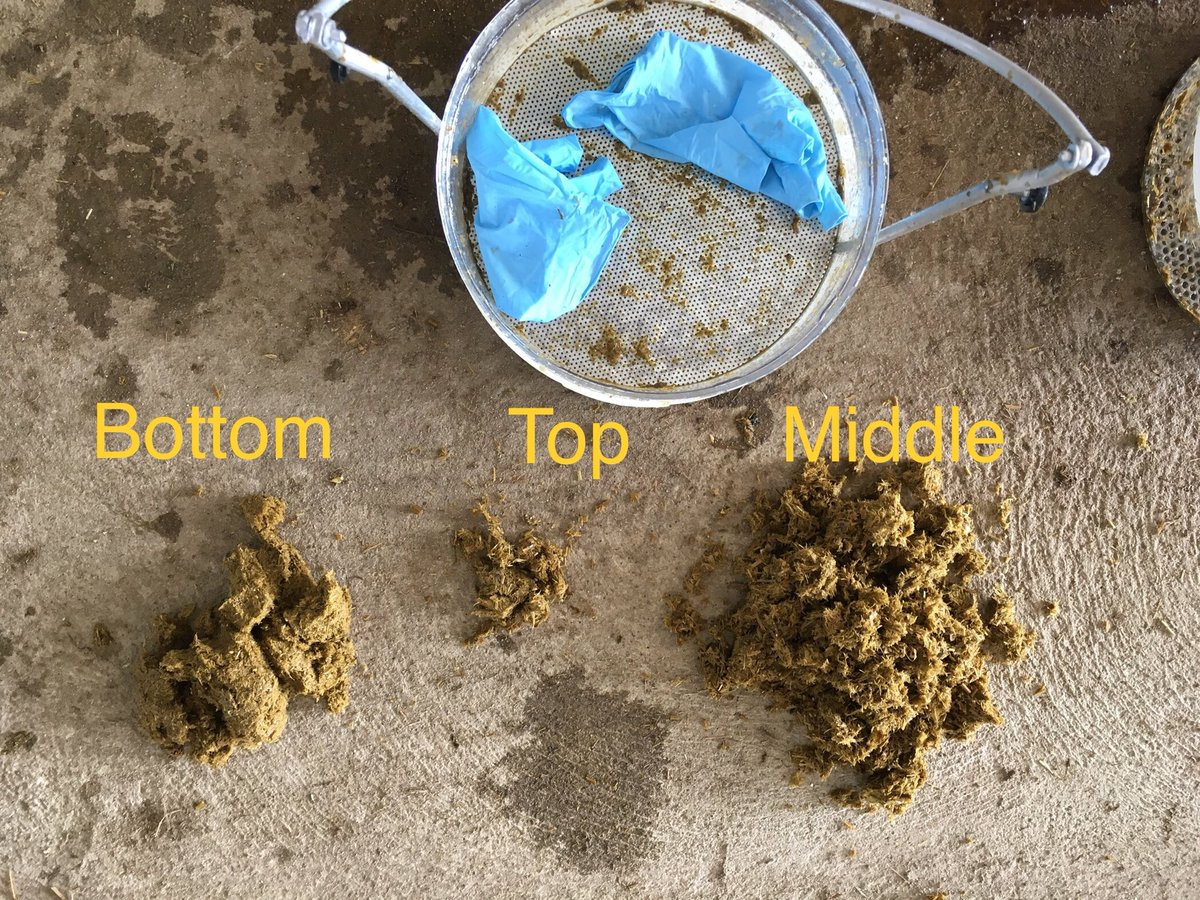 Leis_Feeds's tweet photo. Even though visually this manure looked perfect, the manure screen is showing us that we need to slow down the rate of passage more to be the most efficient and effective! Ask our consultants to show you what your cows rate of passage is doing. #purinaproactiv #serviceispriority https://t.co/6jYC8hhm1t